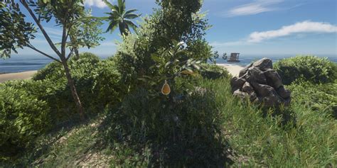 potato stranded deep|quwawa fruit stranded deep.